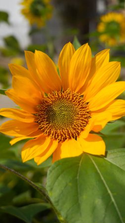 Téléchargez les photos : Bunga matahari ou fleur de soleil ou Helianthus annuus L - en image libre de droit