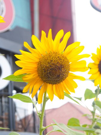 Téléchargez les photos : Bunga matahari ou fleur de soleil ou Helianthus annuus L - en image libre de droit