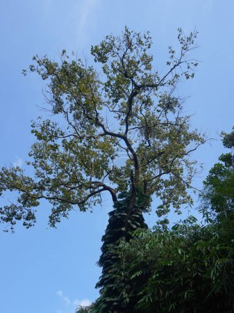 Téléchargez les photos : Grand arbre sur un fond bleu ciel - en image libre de droit