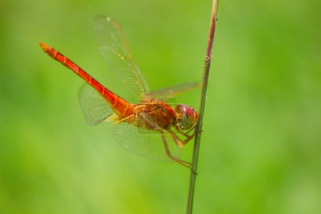 Téléchargez les photos : Une libellule rouge foncé ou capung merah tua ou Crocothemis erythraea perché sur l'herbe - en image libre de droit
