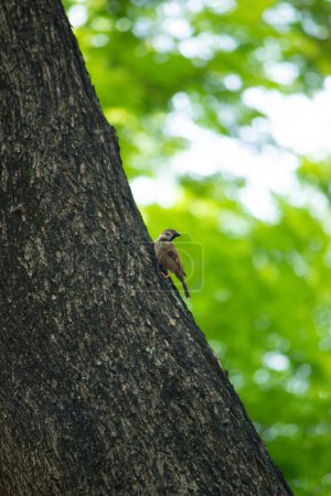 Téléchargez les photos : Burung gereja ou moineau eurasien perché sur un tronc d'arbre - en image libre de droit