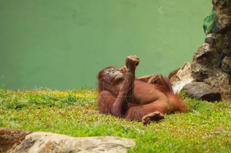 Téléchargez les photos : Un orang-outan ou un grand singe ou P. pygmaeus agissant bizarrement au zoo de Ragunan - en image libre de droit