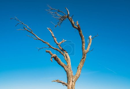 Photo for A very old withered tree against the background of a blue sky - Royalty Free Image