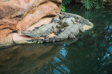 Photo for Crocodiles in the farm of crocodiles at Pierrelatte in the department of Drme in France - Royalty Free Image