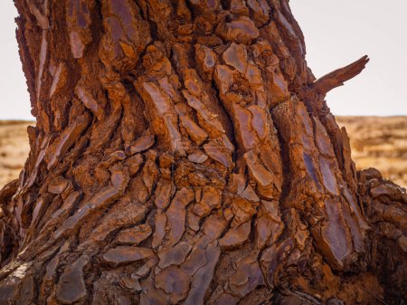 Téléchargez les photos : Gros plan de l'écorce d'un arbre poussant sur le sable rouge. Résumé Rustler canyon moher falaises paysage. Colorado provençal près de Roussillon, Sud de la France. Fond sable rouge - en image libre de droit