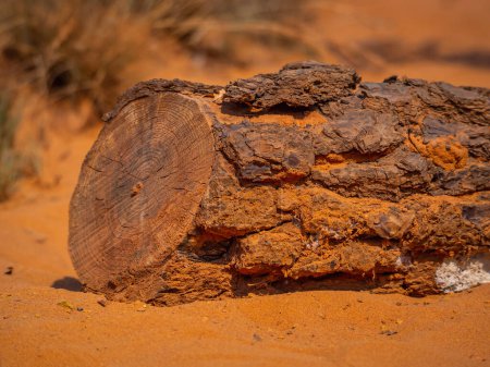 Téléchargez les photos : Un tronc d'arbre coupé sur sable rouge. Résumé Rustler canyon moher falaises paysage. Colorado provençal près de Roussillon, Sud de la France. Fond sable rouge - en image libre de droit