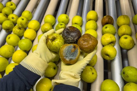 Frau mit morschen und verdorbenen Äpfeln in der Hand am Fließband. Qualitätskontrolle von goldenen köstlichen Äpfeln.
