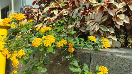 yellow flowers in the garden, Chapel hill yellow lantana or spanish flag west indiana lantana plants that growing on the edge of the pot