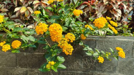 beautiful yellow flowers in the garden. Chapel hill yellow lantana or spanish flag west indiana lantana plants that growing on the edge of the pot