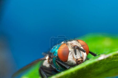 Foto de Primer plano de una mosca botella encaramada en una hoja - Imagen libre de derechos
