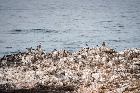 Téléchargez les photos : Vue du troupeau de pélicans perché sur la formation rocheuse au bord du littoral avec le paysage marin en arrière-plan pendant la journée ensoleillée - en image libre de droit