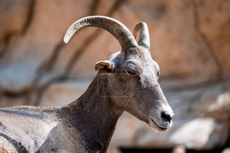 Primer plano de cabra salvaje con cuernos en la cabeza en San Diego Safari Park durante el día soleado