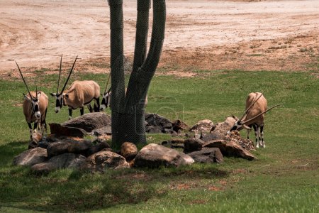 Foto de Grupo de gemboks pastando junto a rocas debajo de un árbol en el campo en San Diego Safari Park - Imagen libre de derechos
