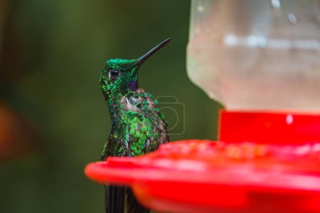 Téléchargez les photos : Hermite vert, Phaethornis guy, colibri rare du Costa Rica, oiseau vert - en image libre de droit