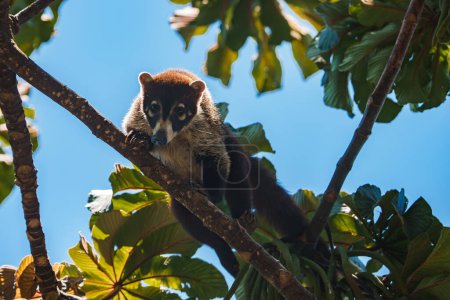 Nasenbärenklau, Nasua narica, Lebensraum Grünes Gras Nationalpark Manuel Antonio, Costa Rica. Tier im Wald. Säugetier in der Natur. Tier aus dem tropischen Costa Rica. Sehr langer Schwanz.