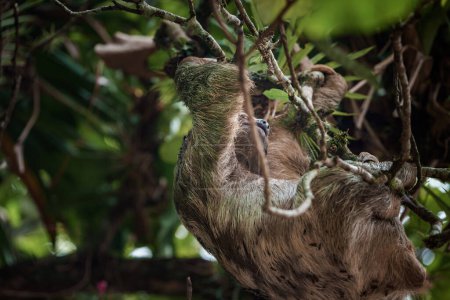 Téléchargez les photos : Jolie paresseuse accrochée à une branche d'arbre. Portrait parfait d'un animal sauvage dans la forêt tropicale du Costa Rica se grattant le ventre, Bradypus variegatus, paresseux à trois doigts à gorge brune. - en image libre de droit