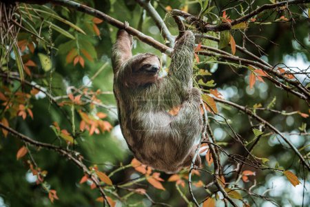 Jolie paresseuse accrochée à une branche d'arbre. Portrait parfait d'un animal sauvage dans la forêt tropicale du Costa Rica se grattant le ventre, Bradypus variegatus, paresseux à trois doigts à gorge brune.