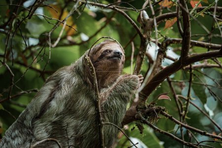 Téléchargez les photos : Jolie paresseuse accrochée à une branche d'arbre. Portrait parfait d'un animal sauvage dans la forêt tropicale du Costa Rica se grattant le ventre, Bradypus variegatus, paresseux à trois doigts à gorge brune. - en image libre de droit