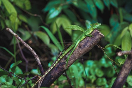 Foto de Lagarto basilisco de plumaje verde hembra joven en rama de árbol en selva tropical del Parque Nacional Tortuguero en Costa Rica - Imagen libre de derechos
