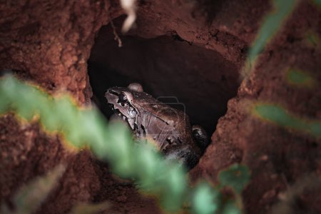 Foto de Primer plano de alto ángulo de rana marrón en agujero de árbol en el bosque en Costa Rica, animal y naturaleza concepto de viaje - Imagen libre de derechos