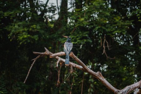 Foto de Anhinga o ave serpiente posada en rama de árbol desnudo en el Parque Nacional Tortuguero, Costa Rica - Imagen libre de derechos
