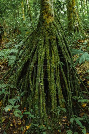 Foto de Las raíces de la palmera, Iriartea deltoidia extendiéndose sobre el suelo en la selva tropical de Costa Rica - Imagen libre de derechos