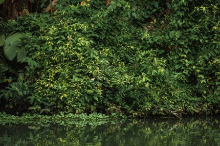 Foto de Exuberantes hojas verdes de frondoso bosque que rodea el río Tortuguero en Costa Rica - Imagen libre de derechos