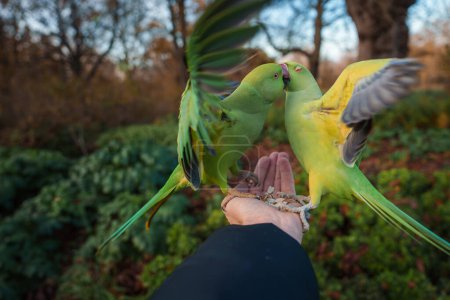 Closeup of a person feeding vibrant green parakeets in a London park, with one bird perched on the hand and another in flight, displaying colorful feathers in the golden light of late afternoon.