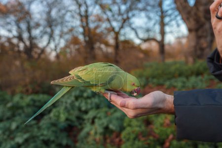 Closeup of a hand feeding a Roseringed Parakeet with bright green feathers and a red beak, suggesting a serene interaction in a natural setting, likely in London during the Christmas season.