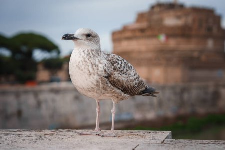 Photo for Juvenile seagull on stone ledge with historic Italian building in soft light. Ancient Roman ruins in Rome, bird features speckled plumage and focused eyes. - Royalty Free Image
