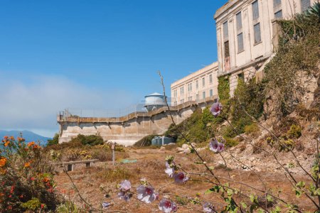 Explore Alcatraz Island in San Francisco Bay, USA with this image featuring purple flowers, a prison guard tower, weathered structures, and a rich history backdrop.