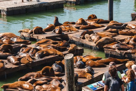 Photo for Lively scene at Pier 39, San Francisco captures resident sea lions basking in the sun. Tourists observe while sea lions interact on wooden platforms in the calm water. - Royalty Free Image