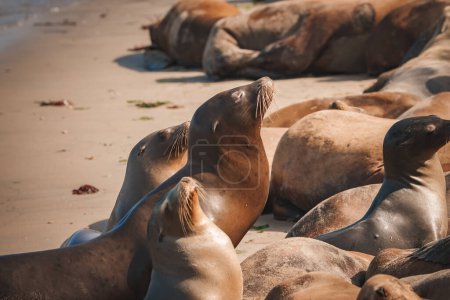 Sea lions sunbathe on a sandy beach, showcasing social and resting behavior. Two sea lions interact, whiskers glistening in sunlight. Coastal habitat teeming with tranquility.