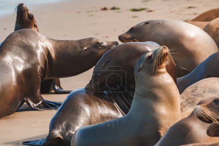 Photo for Sea lions bask on a sandy beach, one enjoys the suns warmth. Social, sleek mammals by the ocean on a sunny day, remote and natural habitat, clear skies. - Royalty Free Image