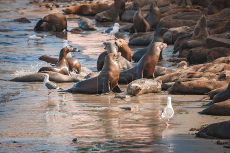 Sea lions relaxing on a sandy beach, some basking in sunlight or interacting. Seagulls are also present. Natural coastal habitat. Warm tones, soft shadows.