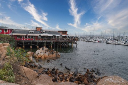 Coastal scene with seals lounging on rocks, red building on pier, sailboats in marina. Natural habitat captured with soft lighting in Monterey, USA.