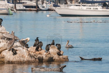 Serene coastal scene with pelicans and cormorants on rocky outcrops, moored boats in background. Calm water and clear sky indicate good weather conditions. Location near ocean in Monterey.