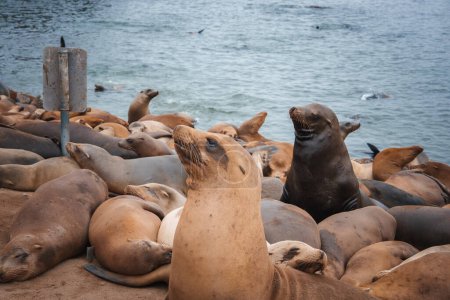 Sea lions gathered on rocky shoreline, resting and swimming. Overcast sky, coastal scene. Location unknown. Ideal for nature, wildlife, animal themes.