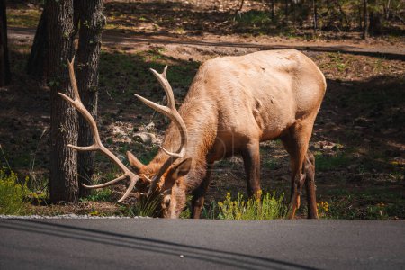 Majestic elk with large antlers grazing by road in forested area, possibly a natural habitat in a national park. Daytime sunlight filters through trees.