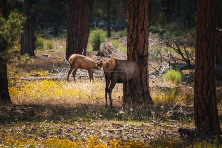 Serene forest scene with elk grazing amidst tall pine trees. Sunlight filters through, casting dappled light on the forest floor with wildflowers. Tranquil North American wildlife setting.