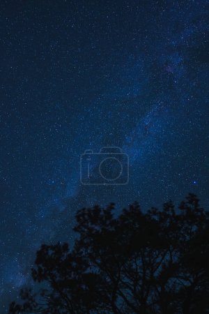 Ciel nocturne serein avec des étoiles passant du bleu profond au bleu clair, faible Voie lactée visible. Des arbres soyeux offrent un contraste saisissant au Grand Canyon.