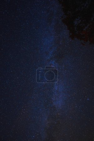 Foto de Cielo nocturno lleno de estrellas, mostrando el plano galáctico de la Vía Láctea. Transición de azul oscuro a tonos claros, cuenta con silueta de árbol. Ideal para observar las estrellas. - Imagen libre de derechos