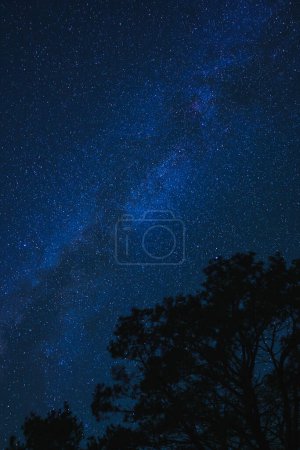 Photo for Starry night sky with Milky Way galaxy, bright stars against dark backdrop. Silhouetted trees suggest woodland setting. Serene, tranquil mood. Perfect for stargazing enthusiasts. - Royalty Free Image