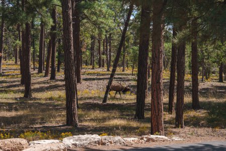 Tranquil forest scene with tall pine trees under a clear sky. A serene elk grazes peacefully. Paved road suggests national park or wildlife area access.