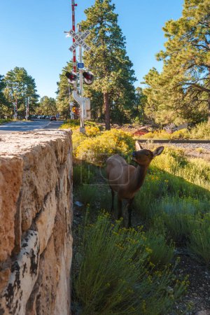 Foto de Brown elk by stone wall, green shrubbery. Elk faces camera, profile and antlers visible. Railroad sign, pine trees, sunny day in the Grand Canyon. - Imagen libre de derechos