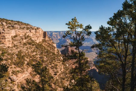 Scenic view of vast canyon with layered rock formations, likely Grand Canyon. Evergreen trees in foreground, clear blue sky, no people or structures. Location possibly Arizona, USA.