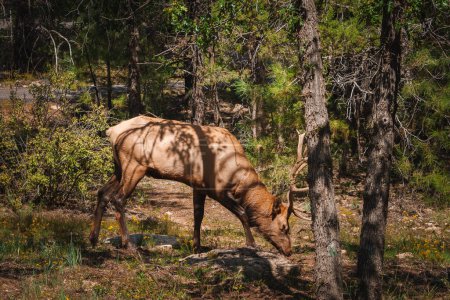 Photo for Elk grazing in dense North American forest w or light brown coat, antlers, feeding on vegetation. Natural setting w or no human presence, filtered sunlight creating shadows. - Royalty Free Image