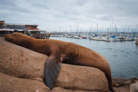 Relaxed sea lion resting on a rocky ledge by a marina with sailboats in the background under an overcast sky, possibly near a coastal commercial area.