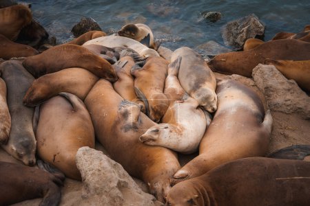 Eine gemütliche Gruppe Seelöwen ruht an einer felsigen Küste. Ihre glänzenden, braunen Körper schaffen eine ruhige Szenerie am ruhigen Ozean. friedliche Koexistenz in einer natürlichen Umgebung.
