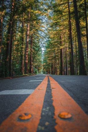 Téléchargez les photos : Route forestière sereine avec des marqueurs réfléchissants et des arbres imposants, probablement dans la côte californienne. Feuillage vert luxuriant sous la douce lumière du soleil crée une atmosphère tranquille. - en image libre de droit